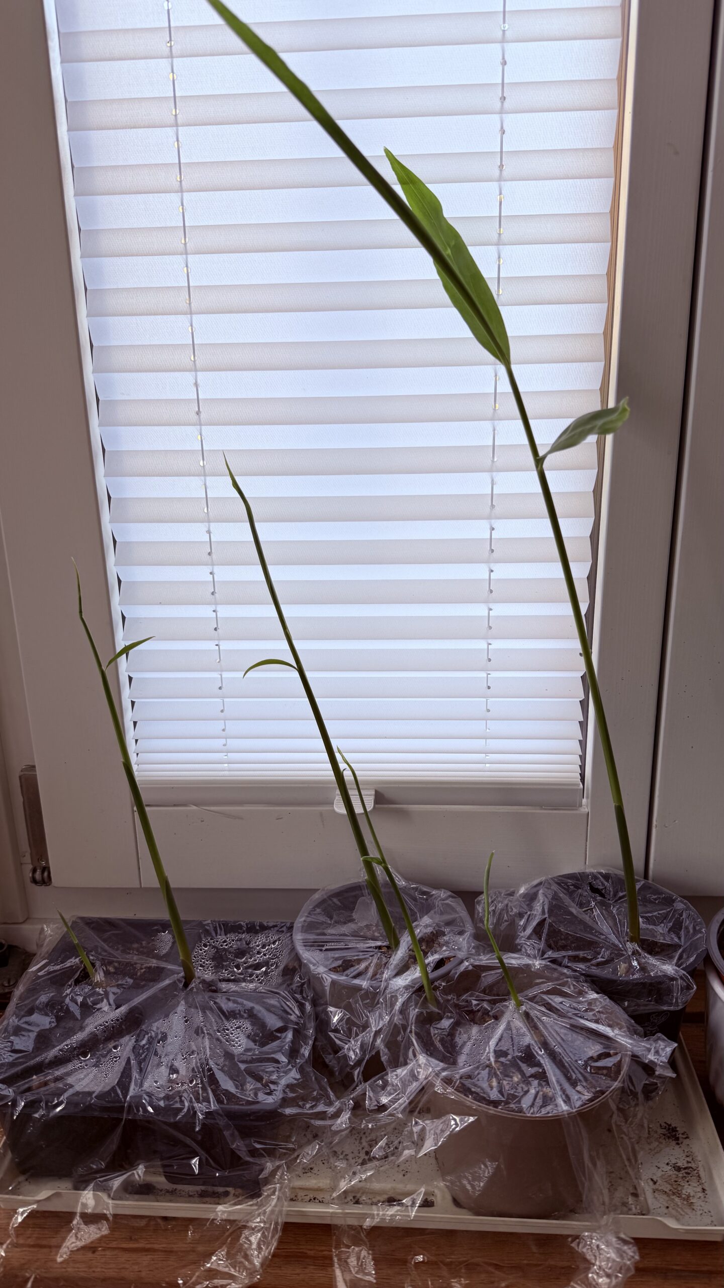 Ingwer Jungpflanzen